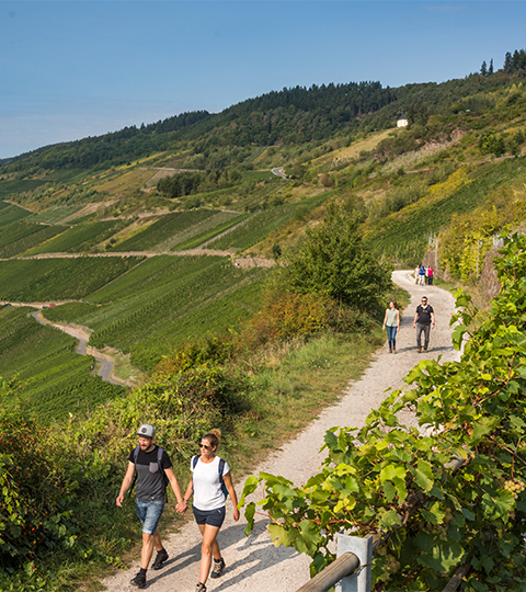 Personen wandern auf Wanderweg durch die Weinberge