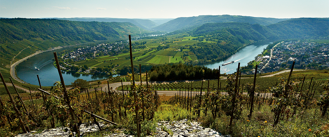 Blick aus den Weinbergen auf Moselschleife