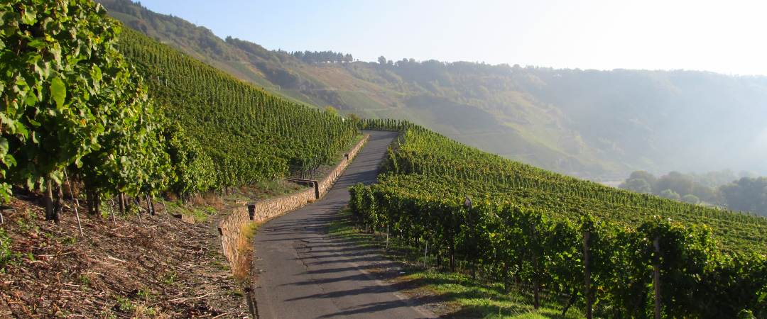 Blick in die Weinberge